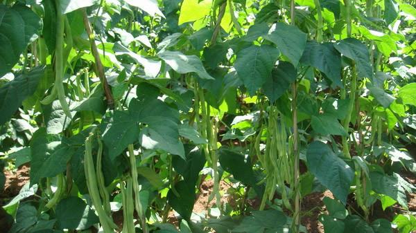 白花四季豆植株特写