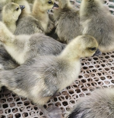 纯生态红嘴雁鹅苗出售