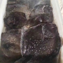 2.5元每条出每条175克2.8条一斤多宝鱼大量有货欢