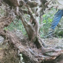 白花檵木桩已移栽成活米径10～35cm造型特好，中，一般