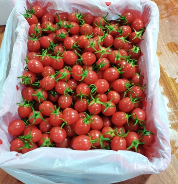 [千禧圣女果批发]广东茂名电白冰糖千禧精品礼盒全国批发供应链价格5.