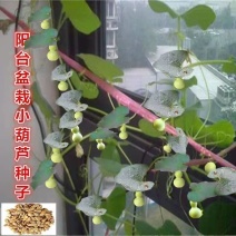 手捻葫芦种籽小葫芦种子迷你手捻瓢文玩葫芦种子葫芦苗秧种子