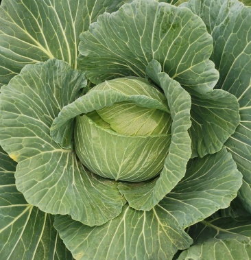 金丰一号扁包菜货不多