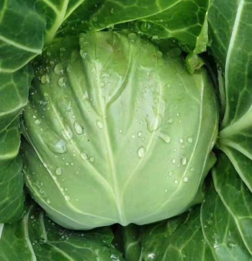 连花白.真实有效,真实有效