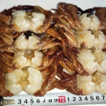 黑蟹排去壳黑蟹3/45/67/89/10都有