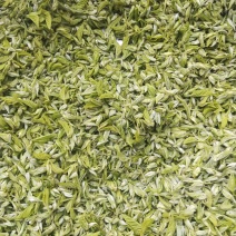 桑芽茶，精选芽茶