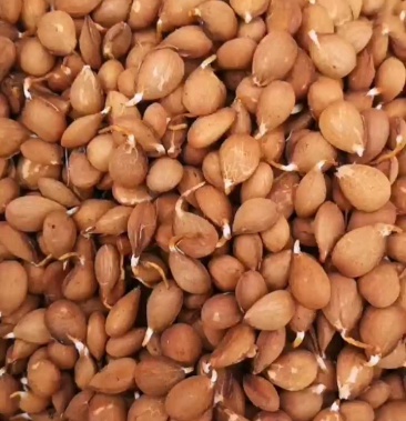 桃树种子全部人工挑拣