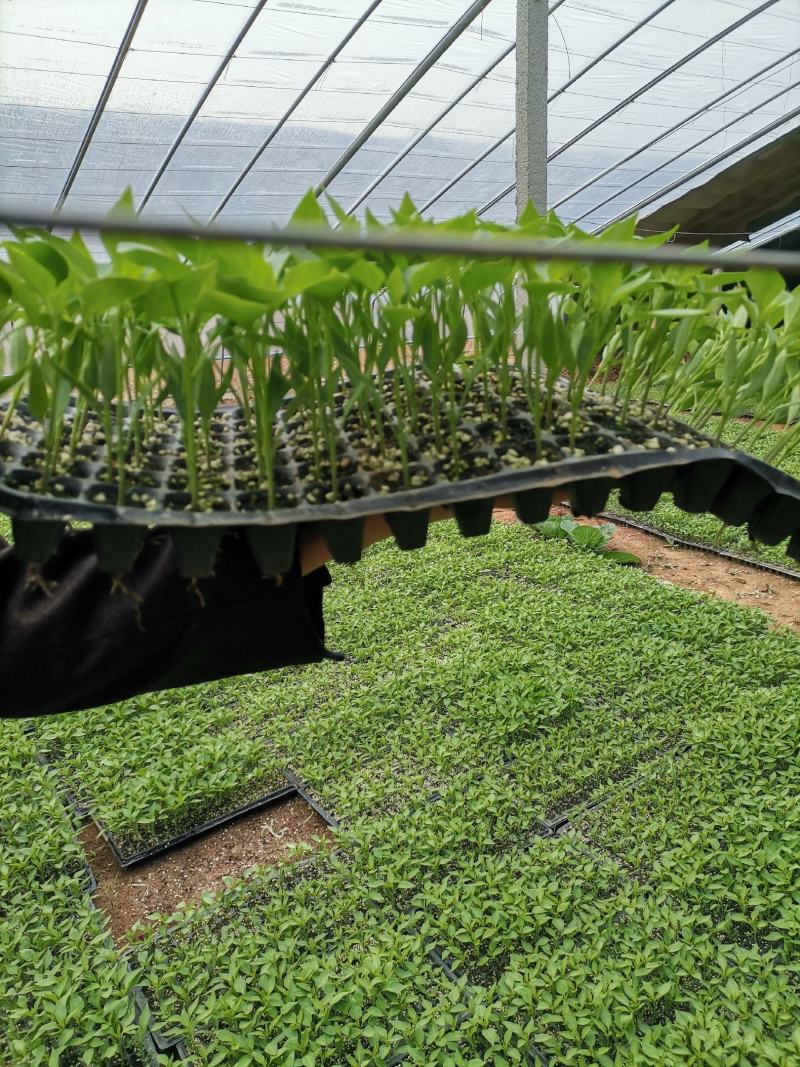 种植什么一亩六七十万科技苑创业项目秘籍全国(大棚种植时间表)