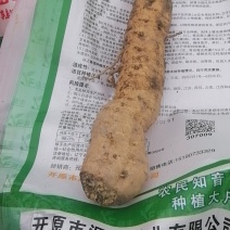 瓜蒌根，只卖根，刚刨出来的。
