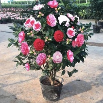 精品茶花苗茶花树苗高档绿植盆栽花卉山茶花苗扦插茶花