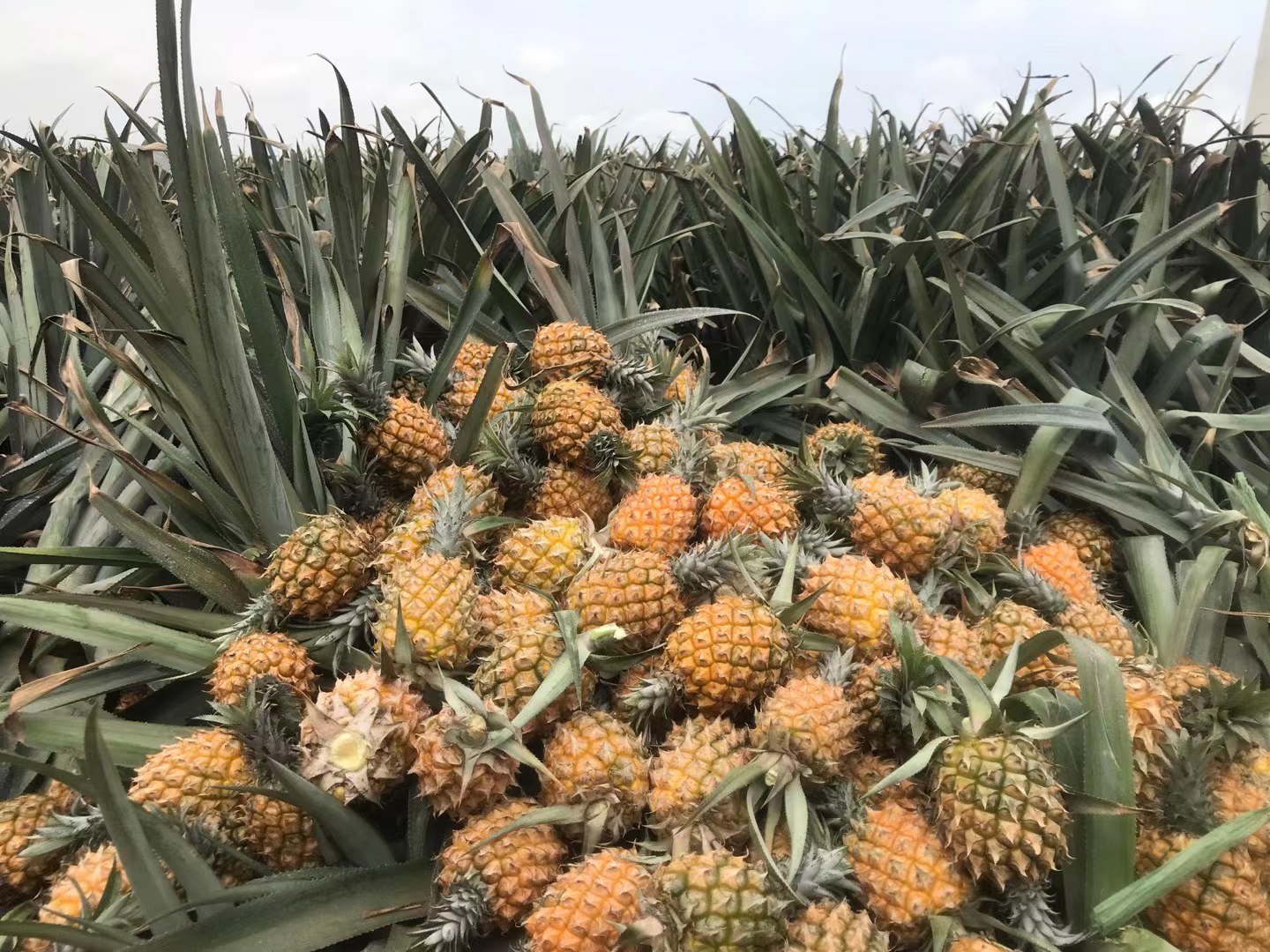 菠萝果园中成熟的黄色菠萝