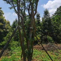 丛生紫薇地径28公分，易种植，产地发货，质量保证