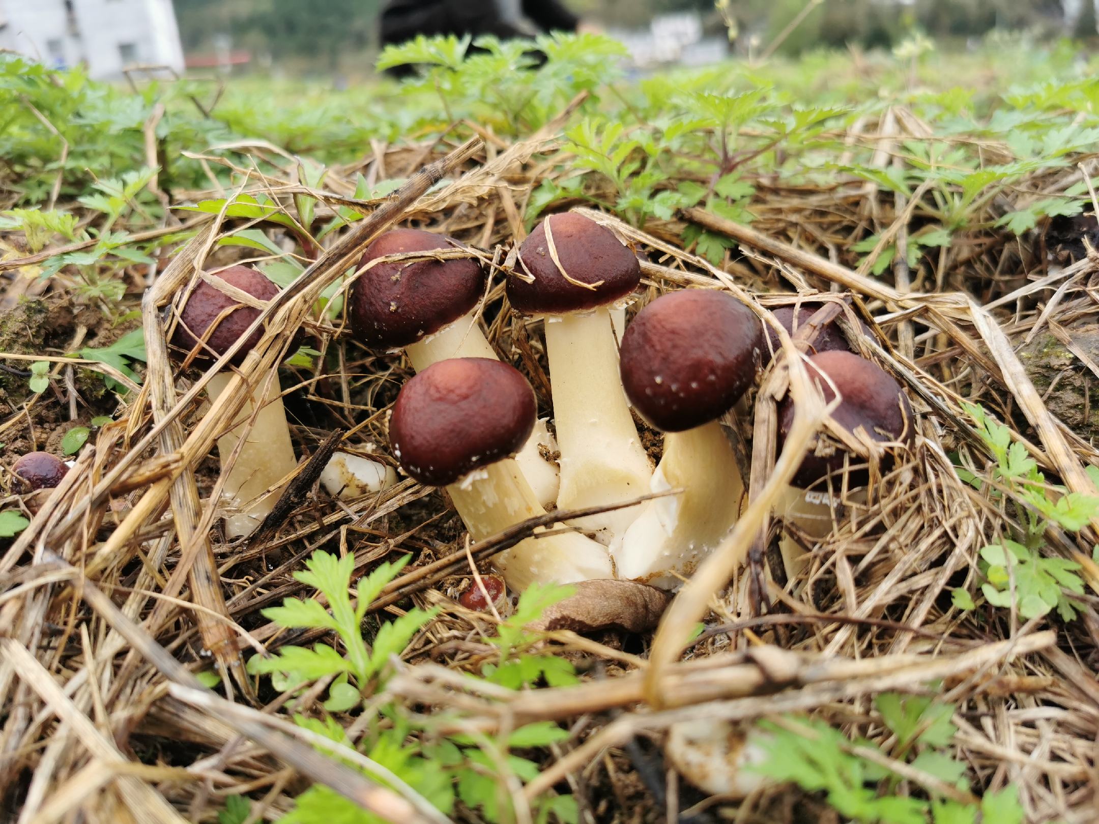 松茸在青冈树下的自然生长场景,林下湿润的环境中,几朵新鲜的松茸从落叶中探出头来 松茸在青冈树下的自然生长场景