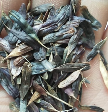 新产板蓝根种子板蓝根籽菘蓝籽一年生可在线交易