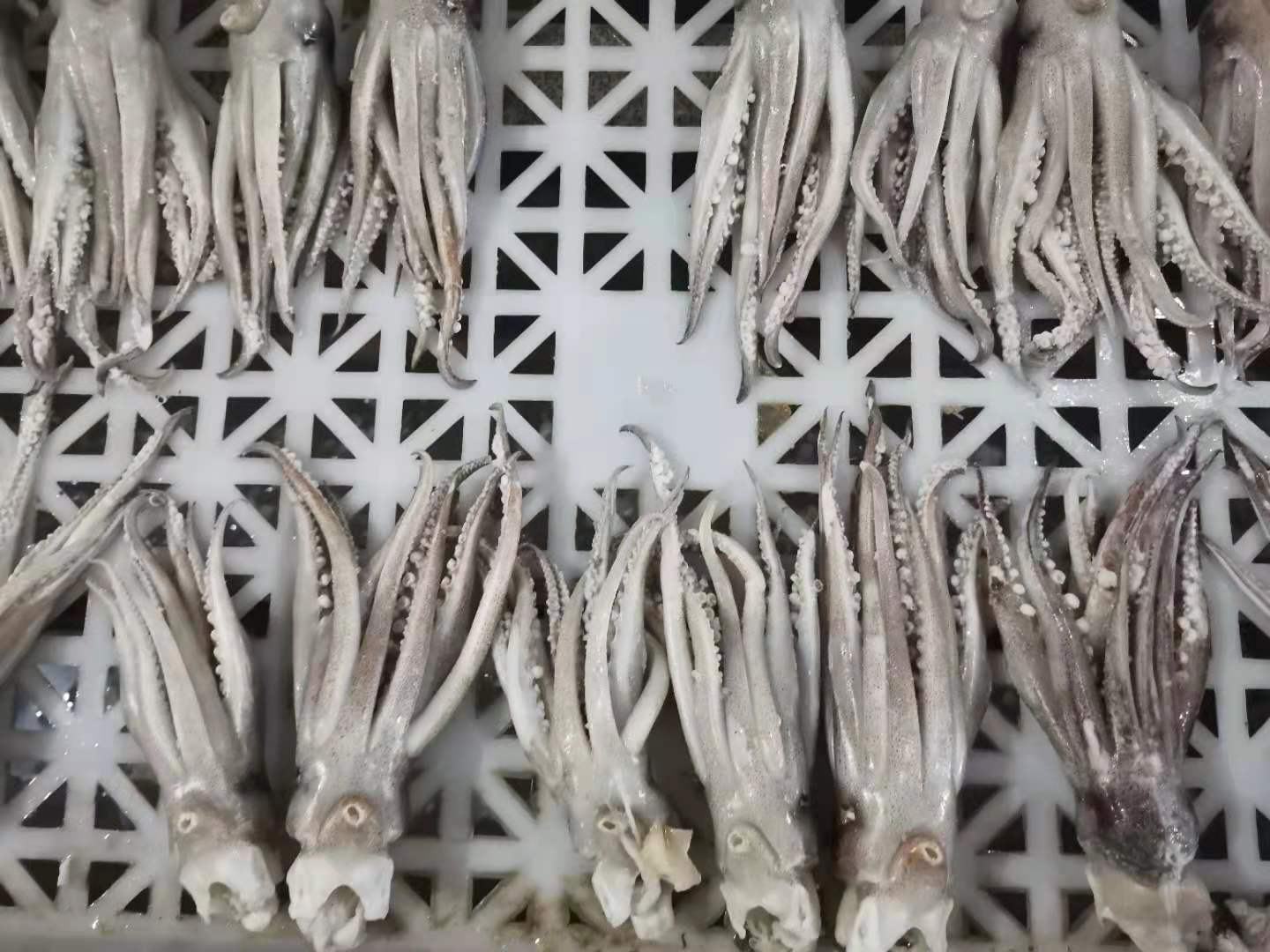 扶风鱿鱼街边摊场景