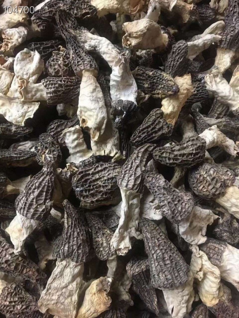 2021年长柄羊肚菌经济款羊肚菌