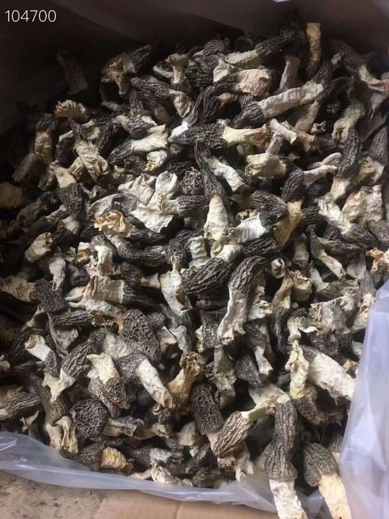 2021年长柄羊肚菌经济款羊肚菌