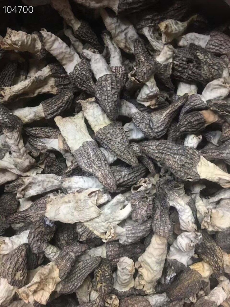 2021年长柄羊肚菌经济款羊肚菌