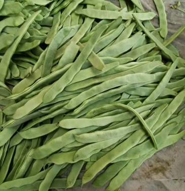 绿扁豆青扁芸豆大扁豆能打包装可整车发