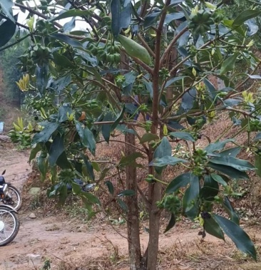 优质大红八角嫁接苗,矮化技术