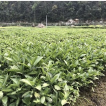 南板蓝根苗预定中…自家育的苗，质量有保证