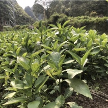 南板蓝根苗预定中…自家育的苗，质量有保证