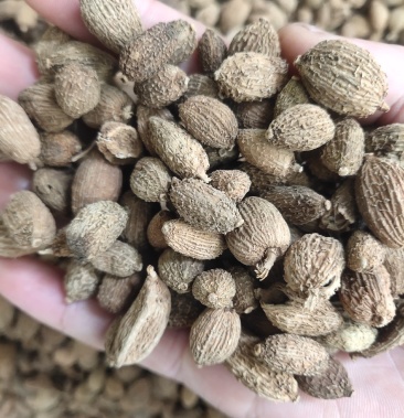 进口砂仁缅甸砂仁靓货