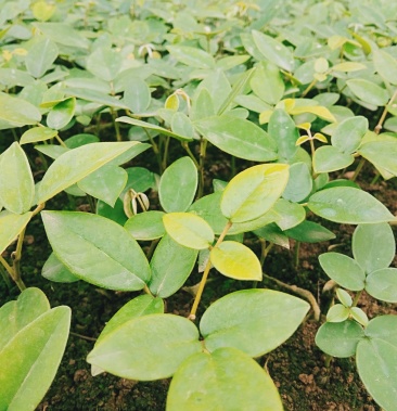 广西优质山豆根苗