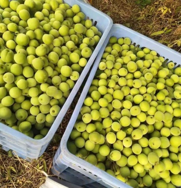 [梅子批发]广东河源青梅大量供应价格3.20元/斤 - 一亩田