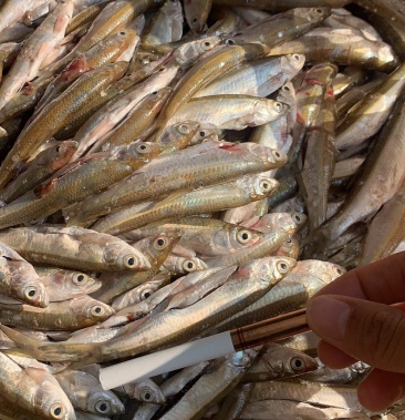 [白条鱼批发]小白条价格4.50元/斤 - 一亩田