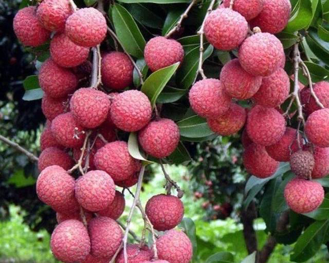 湛江徐闻白糖罂个头大甜度高