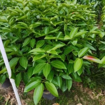 精品平安树，全部基地直供，大量批发，欢迎合作，合作共赢