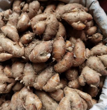 广西特靓沙姜长年有货产地直销