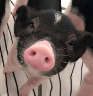 河南周口太康巴马香猪宠物猪猪苗生态猪土猪杂交猪