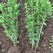 瓜子黄杨，小叶黄杨，产地供应批发价格精品50万棵