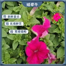 矮牵牛多种颜色质优价廉基地自产自销价格便宜