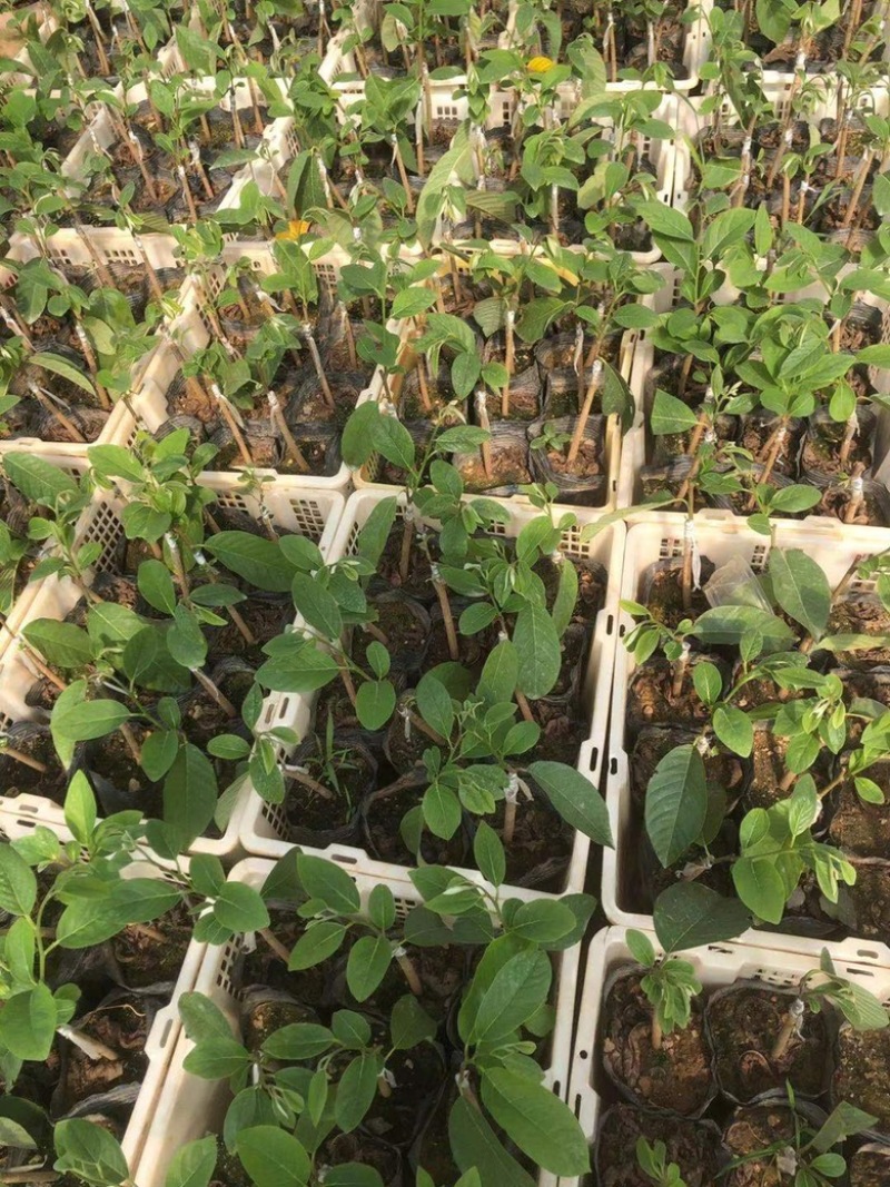 凤梨释迦苗,牛心梨砧木苗,生长快速,不易的根腐病