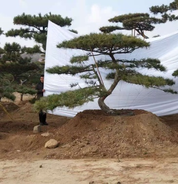 [黑松盆景批发]大型盆景松,黑松盆景,地景松,飘逸造型油松价格1888.