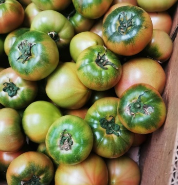 丹东铁皮柿子全网支持一件代发