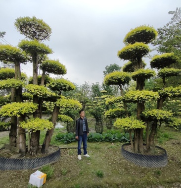 苗圃基地直销大量精品金禾女贞造型