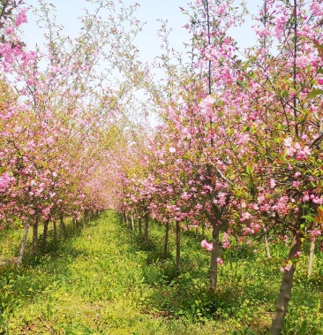 3公分4公分小叶垂丝海棠