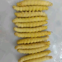 豆虫，豆丹，大豆虫
