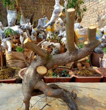 [火棘批发]火棘老桩价格1.00元/棵 - 一亩田