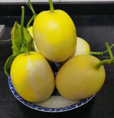 星甜二十甜瓜 精品山东甜瓜 口感脆甜 基地直发