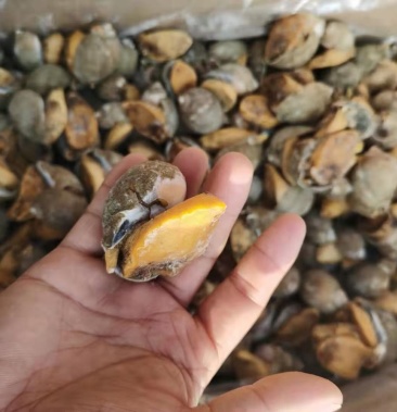 鲍螺 老婆脚 假鲍鱼螺 新鲜满黄海蜗牛 带壳大脚螺珍珠鲍