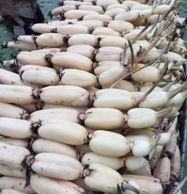 [莲藕批发]白莲菜,黄河水洗莲菜价格1.90元/斤 - 一亩田