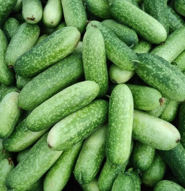 基地毛节瓜预售中,,质量非常好货源充足!