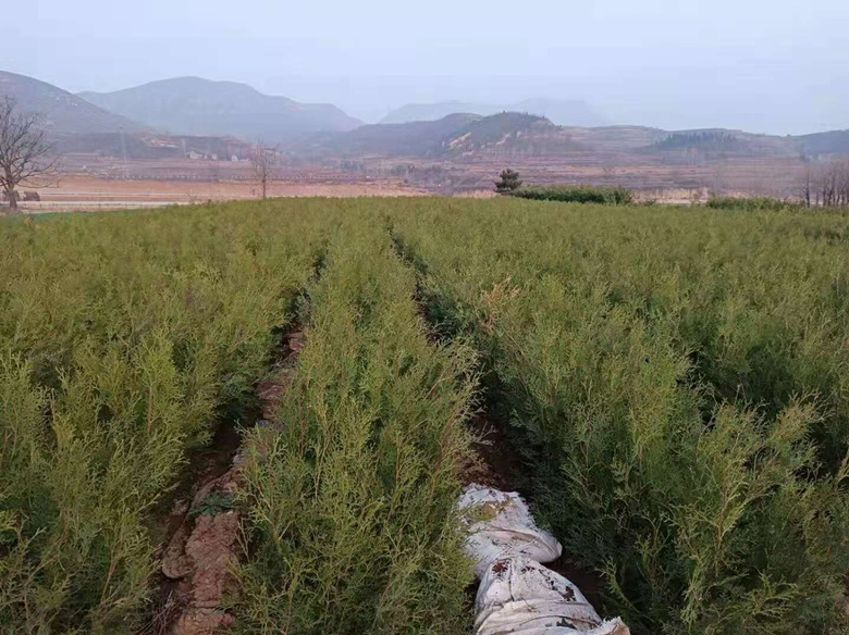 华北某生态修复示范区内成片栽植的侧柏林