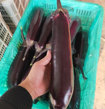 [茄子批发]精品济杂,面包茄大量上市,产地直销,当天货,新鲜.价格2.