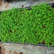 蓝花楹热卖绿化观花大树一手货源直发绿之艺种苗